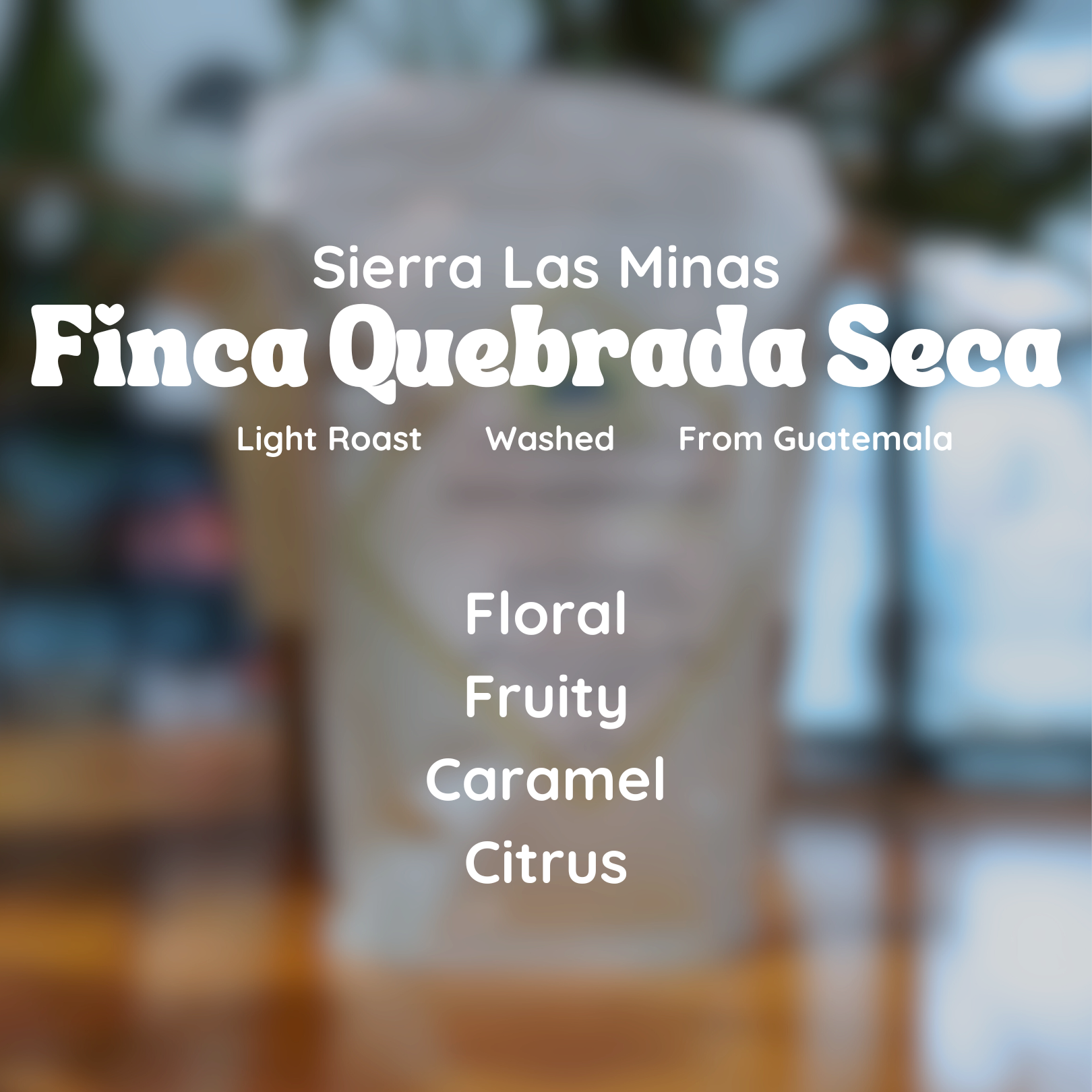 Sierra Las Minas Finca Quebrada Seca Coffee Beans